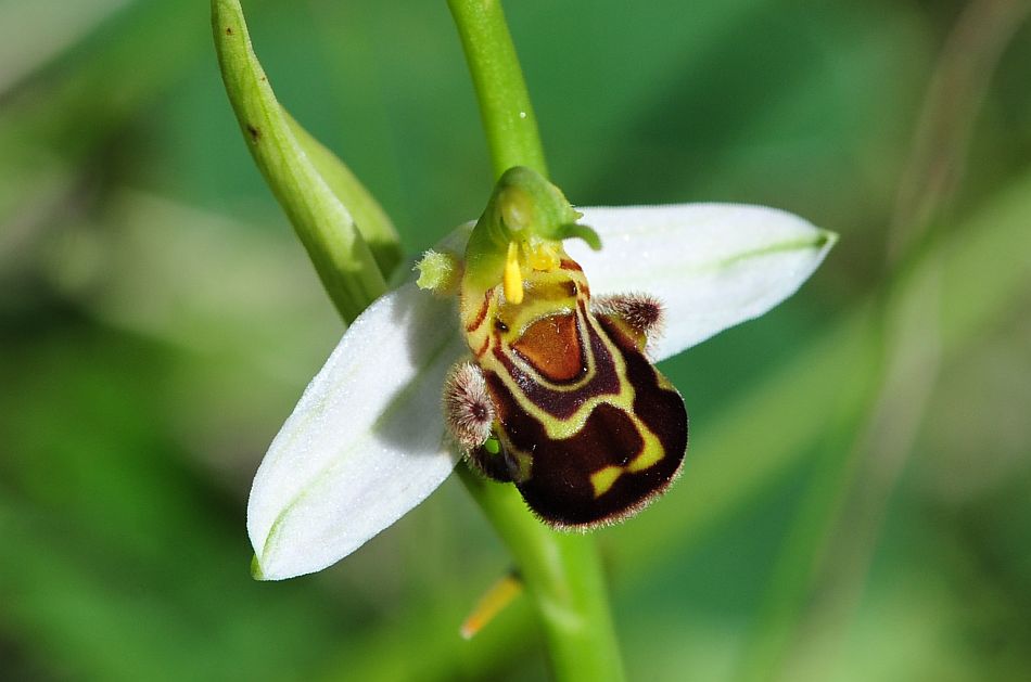 Ophrys molisane